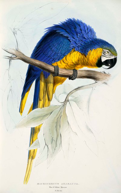 ロードトリップ 作： Edward Lear